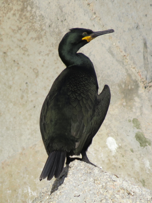 Phalacrocorax aristotelis desmarestii