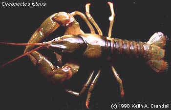 Faxonius luteus Faxonius luteus