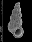 Opalia pumilio (Mörch, 1875)