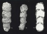 Reophax nodulosa var. brevior Łomnicki, 1900 