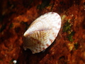 Mollusca (molluscs)