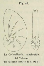 Cristellaria translucida d'Orbigny in Fornasini, 1902