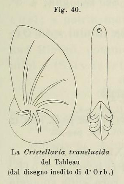 Cristellaria translucida d'Orbigny in Fornasini, 1902