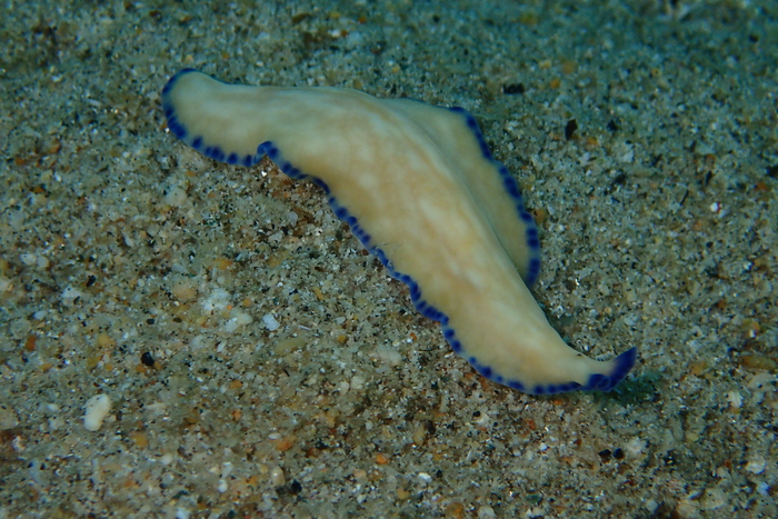 Pseudoceros indicus Pseudoceros indicus