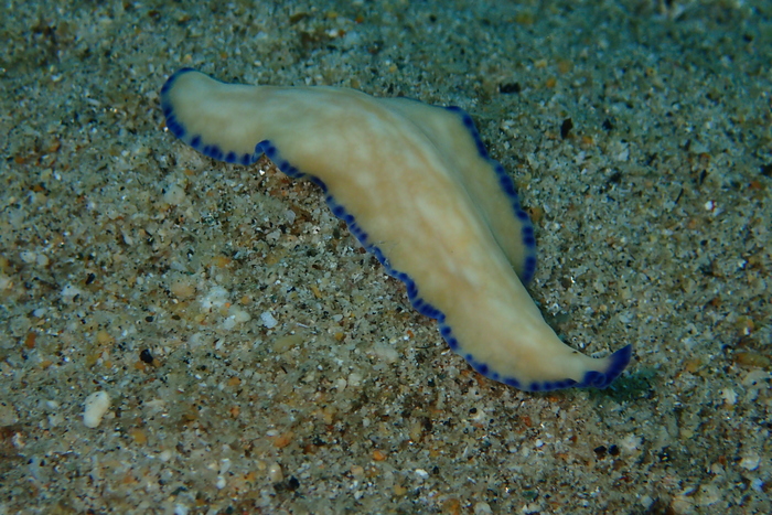 Pseudoceros indicus