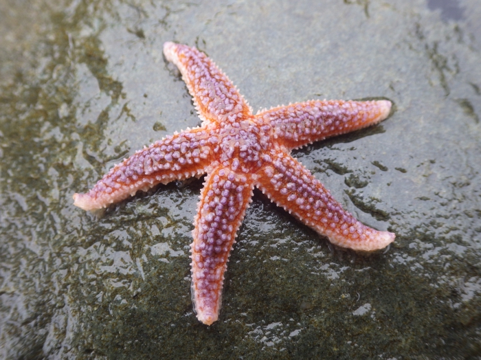 Seastar (Asterias rubens)