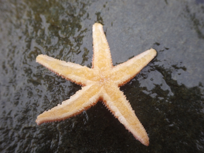 Seastar (Asterias rubens)