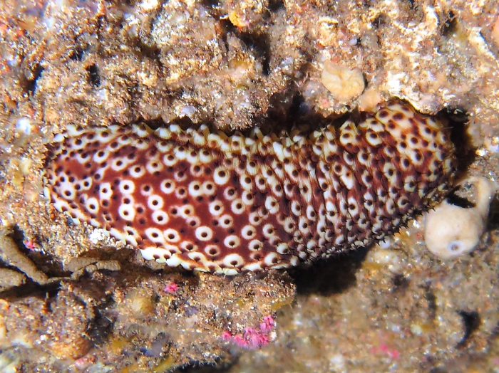 Holothuria sanctori Holothuria sanctori