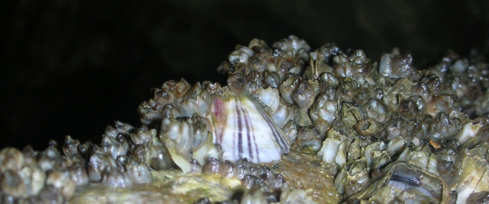 paarsgestreepte zeepok paarsgestreepte zeepok