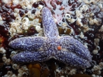 Sea star (Asterias forbesi)