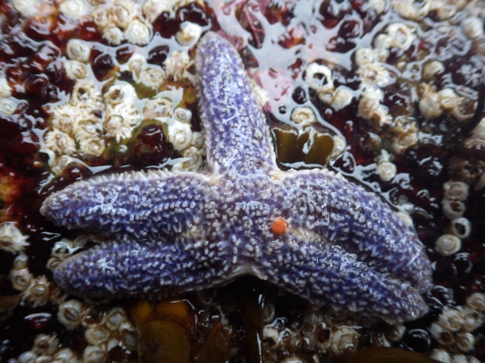 Sea star (Asterias forbesi) Sea star (Asterias forbesi)