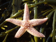 Sea star (Asterias rubens)