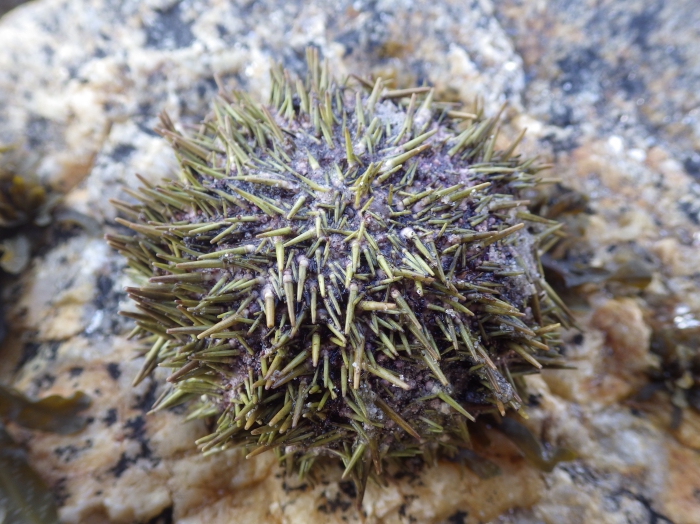 Sea urchin (Strongylocentrotus droebachiensis) Sea urchin (Strongylocentrotus droebachiensis)