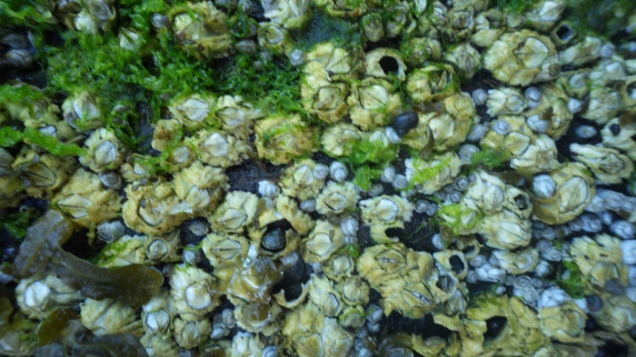 Barnacles (Semibalanus balanoides) Barnacles (Semibalanus balanoides)