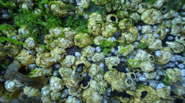 Barnacles (Semibalanus balanoides)