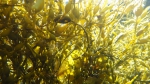 Submerged seaweed canopy 