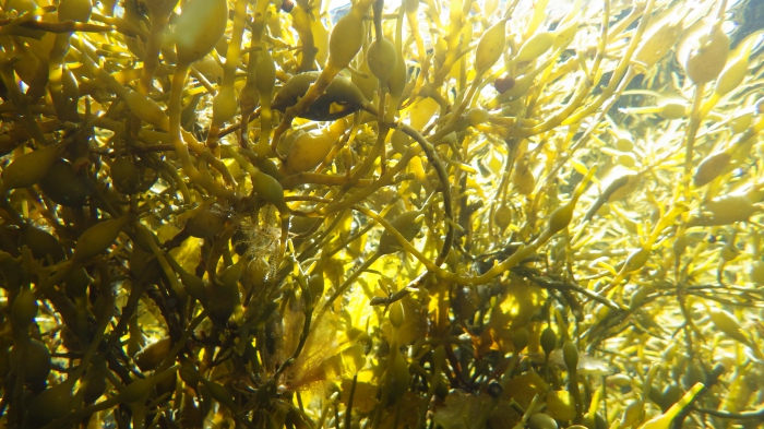 Submerged seaweed canopy Submerged seaweed canopy