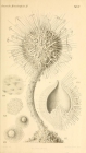 Haliphysema echinoides Haeckel, 1877