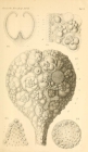 Haliphysema globigerina Haeckel, 1877