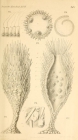 Haliphysema primordiale Haeckel, 1877