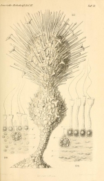 Gastrophysema dithalamium Haeckel, 1877