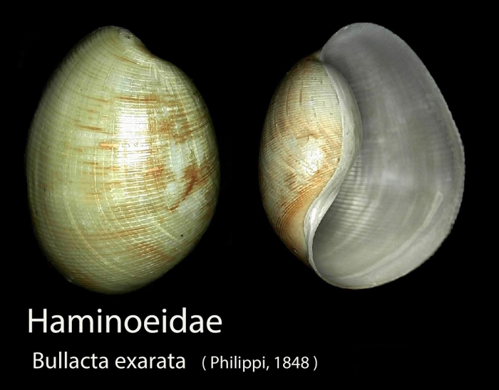 Bullacta exarata