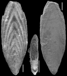 Mucronina monacantha (Reuss, 1850) Identified specimen