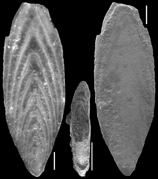 Mucronina monacantha (Reuss, 1850) Identified specimen Mucronina monacantha (Reuss, 1850) Identified specimen