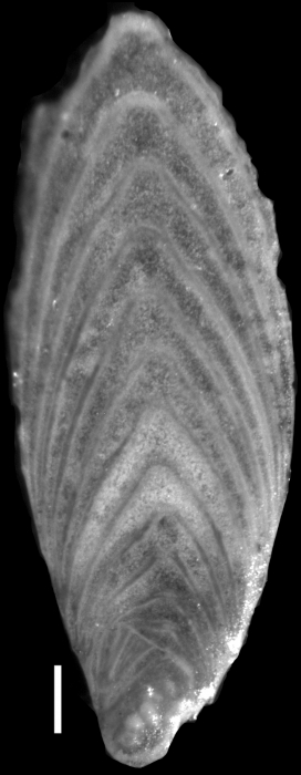 Plectofrondicularia virginiana Cushman & Cederstrom, 1949 Holotype Plectofrondicularia virginiana Cushman & Cederstrom, 1949 Holotype