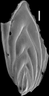 Mucronina silvestriana (Thalmann, 1952) Identified specimen