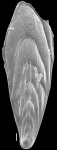 Mucronina spatulata (Costa, 1855) Identified specimen
