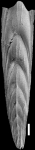 Mucronina spatulata (Costa, 1855) Identified specimen