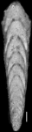 Plectofrondicularia cookei Cushman, 1933 Holotype