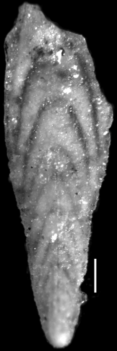Plectofrondicularia awamoana Finlay, 1939 Paratype Plectofrondicularia awamoana Finlay, 1939 Paratype