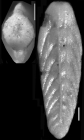 Plectofrondicularia peruviana Cushman & Stone, 1947 Holotype