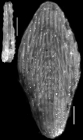 Plectofrondicularia longistriata LeRoy, 1839 Paratype