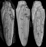 Plectofrondicularia trilineata Cushman, 1927 Holotype