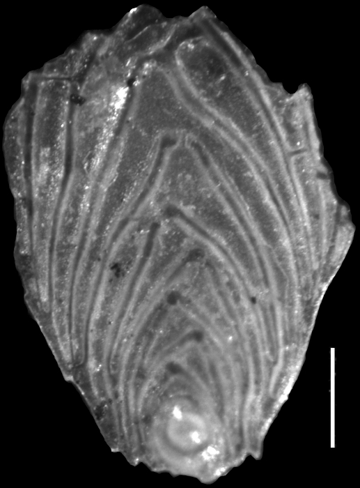 Plectofrondicularia vaughani Cushman, 1927 Holotype Plectofrondicularia vaughani Cushman, 1927 Holotype