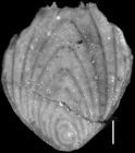 Plectofrondicularia garzaensis Cushman & Siegfus, 1939 Holotype