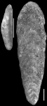 Plectofrondicularia vokesi Cushman, Stewart and Stewart, 1949 Holotype