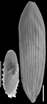 Parafrondicularia antonina (Karrer, 1878) Identified specimen
