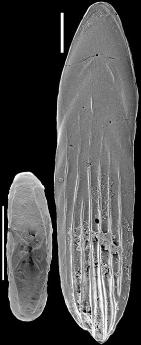 Parafrondicularia antonina (Karrer, 1878) Identified specimen