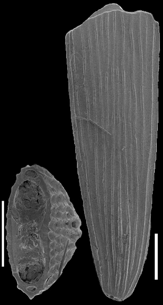 Parafrondicularia antonina (Karrer, 1878) Identified specimen