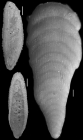 Plectofrondicularia herrerae (Bermudez, 1937) Holotype