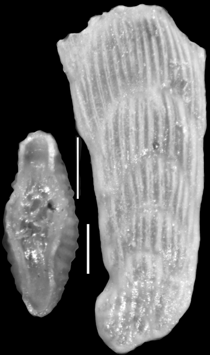 Plectofrondicularia whitei (Martin, 1943) Plectofrondicularia whitei (Martin, 1943)