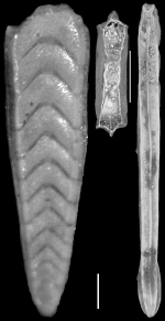 Plectofrondicularia floridana CCushman, 1930 Holotype