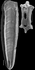 Plectofrondicularia californica Cushman and Stewart, 1926 Identified specimen