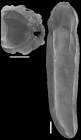 Plectofrondicularia turgida Hornibrook, 1961 Topotype