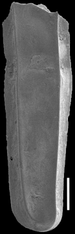 Plectofrondicularia turgida Hornibrook, 1961