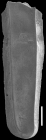 Plectofrondicularia turgida Hornibrook, 1961